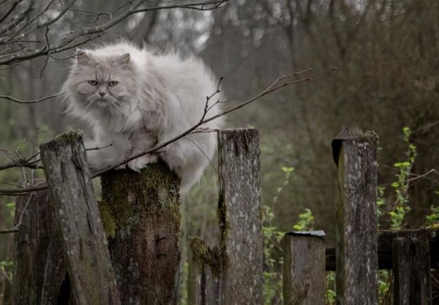 Funny picdump (106 pics)