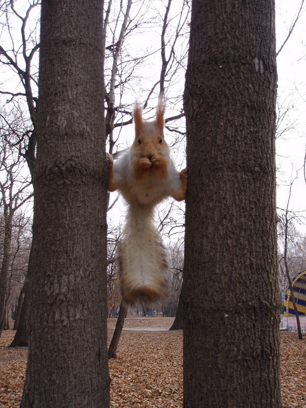 Funny picdump (106 pics)