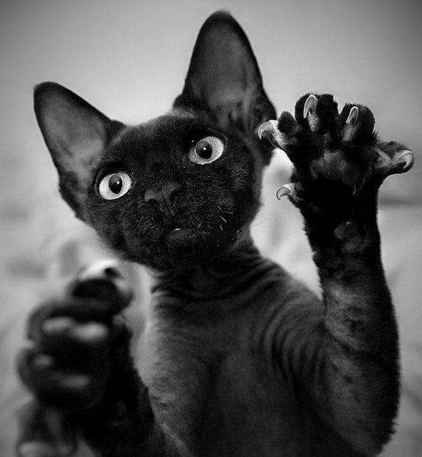 Funny picdump (106 pics)