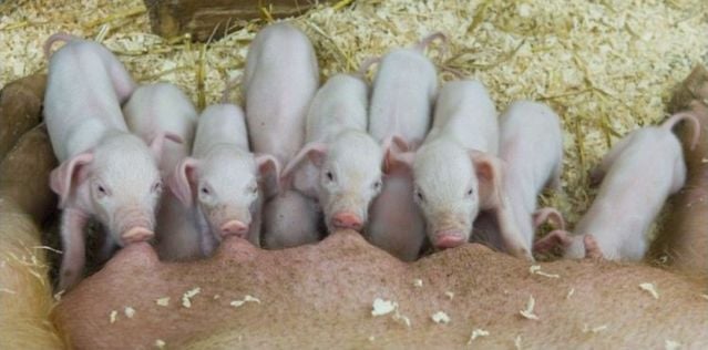 Funny picdump (129 pics)