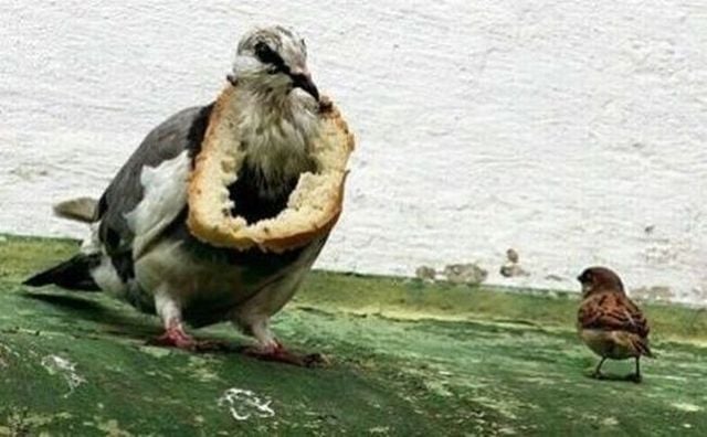 Funny picdump (129 pics)