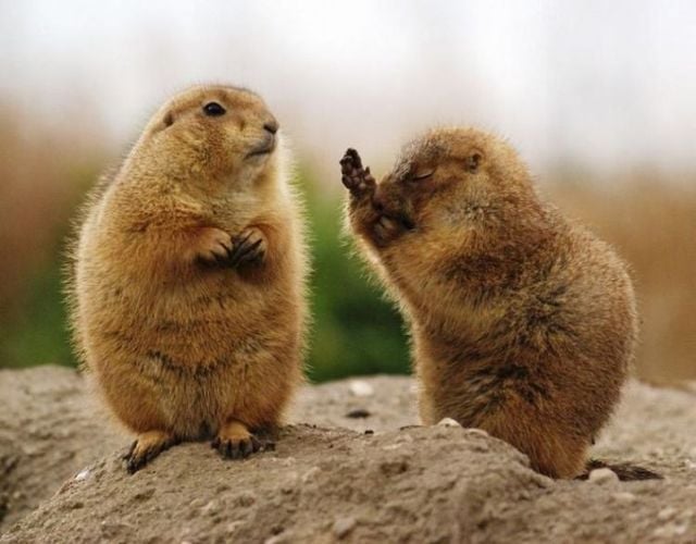 Funny picdump (129 pics)