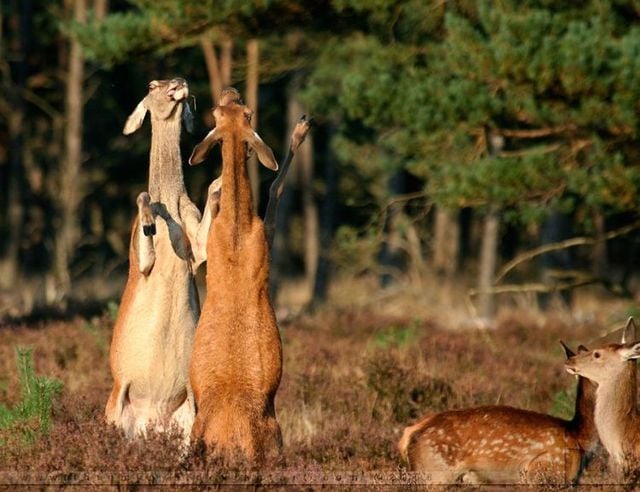 Funny picdump (129 pics)