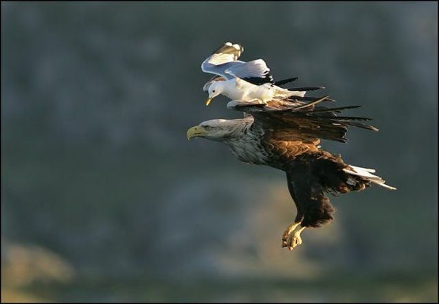 Funny picdump (129 pics)