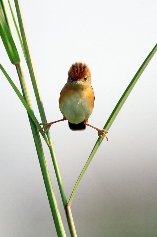 Funny picdump (116 pics)