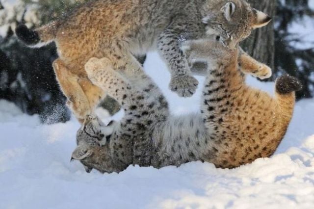 Funny picdump (116 pics)