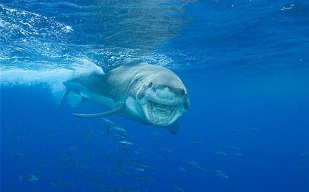 Funny picdump (146 pics)