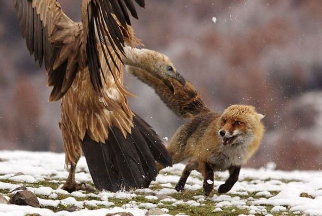 Funny picdump (146 pics)