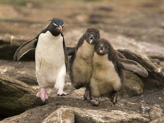 Funny picdump (146 pics)