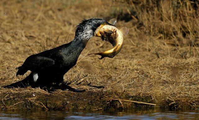 Funny picdump (85 pics)