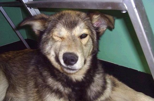 Funny picdump (85 pics)