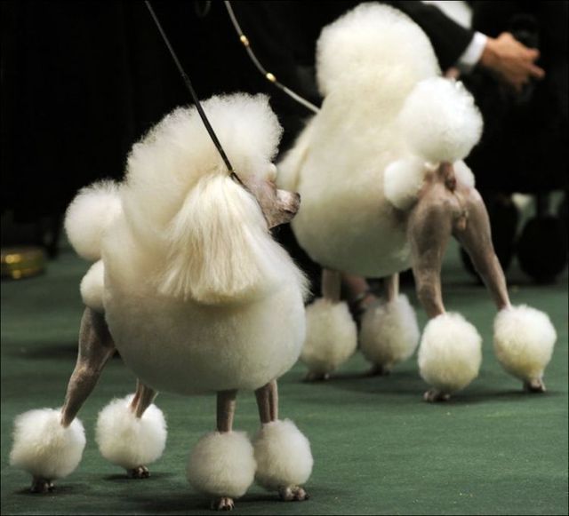 Funny picdump (105 pics)