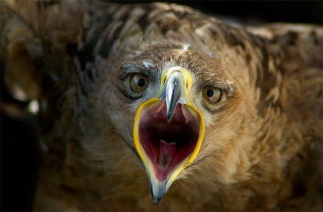 Funny picdump (105 pics)