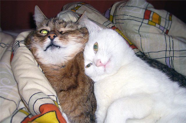 Funny picdump (105 pics)