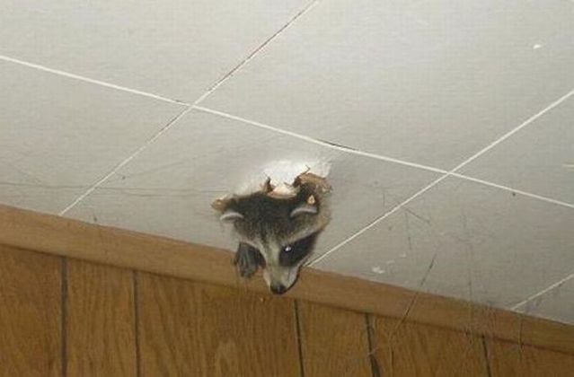 Funny picdump (115 pics)