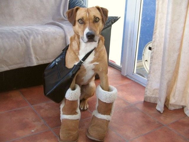 Funny picdump (115 pics)