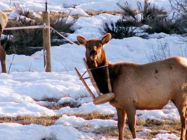 Funny picdump (115 pics)