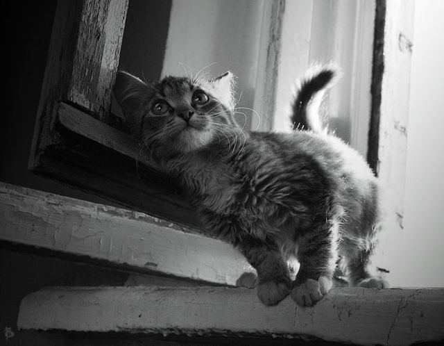 Funny picdump (133 pics)