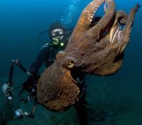 Curiosities and bonus pictures