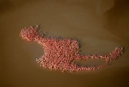 Curiosities and bonus pictures