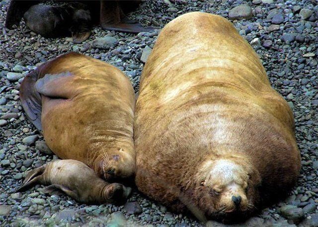 Funny picdump (122 pics)