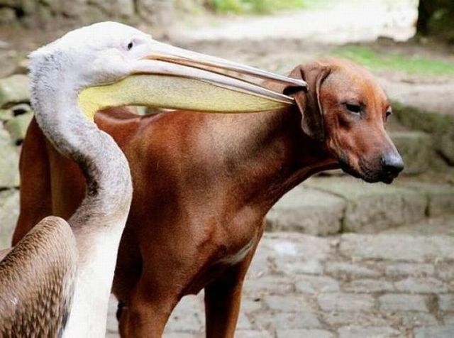 Funny picdump (122 pics)