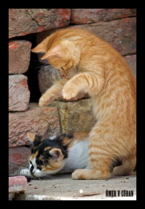 Funny picdump (122 pics)