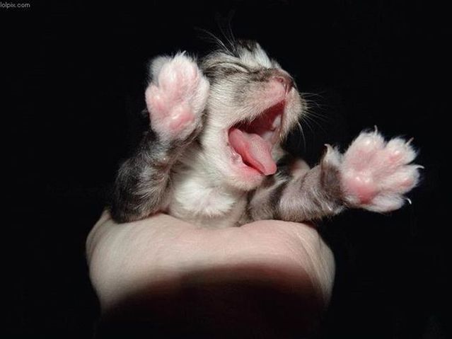 Funny picdump (111 pics)