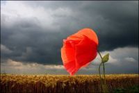 Curiosities and bonus pictures