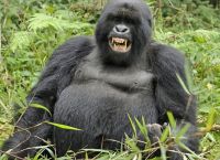 Curiosities and bonus pictures