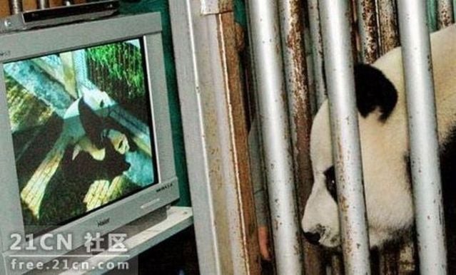 Pandas are watching porn (6 pics)