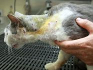 Curiosities and bonus pictures