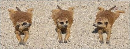 Curiosities and bonus pictures