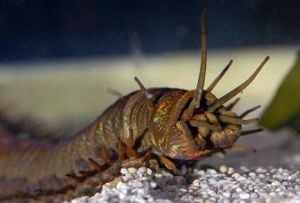 Curiosities and bonus pictures