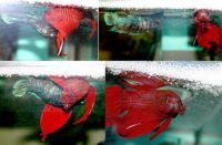 Curiosities and bonus pictures