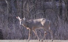 Curiosities and bonus pictures