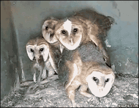 Collection of funny gif animations (53 gifs)