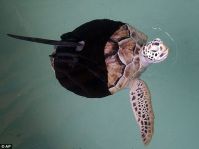 Curiosities and bonus pictures