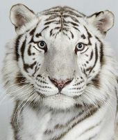 Curiosities and bonus pictures