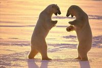 Curiosities and bonus pictures