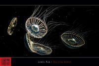 Curiosities and bonus pictures