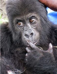 Curiosities and bonus pictures