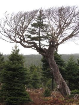 Curiosities and bonus pictures