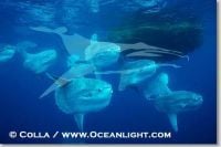 Curiosities and bonus pictures