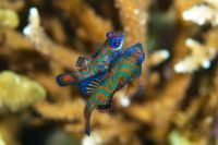 Curiosities and bonus pictures