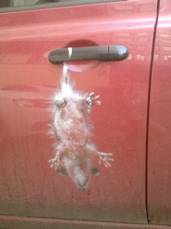 Daily picdump (132 pics)