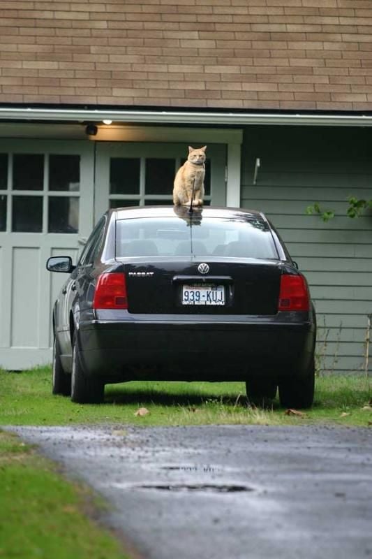 Daily picdump (132 pics)