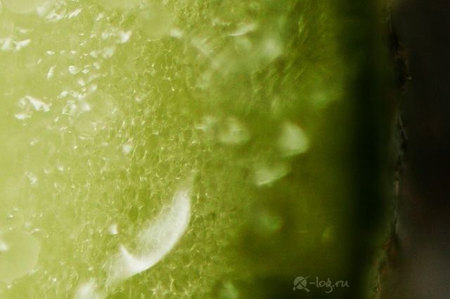 Close-up photography of vegetables, fruits and some objects (18 pics)