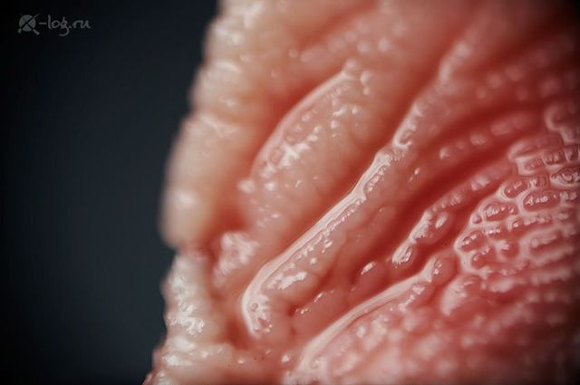 Close-up photography of vegetables, fruits and some objects (18 pics)