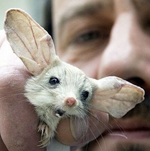 Animal of the day - Jerboa (21 pics + 2 videos)